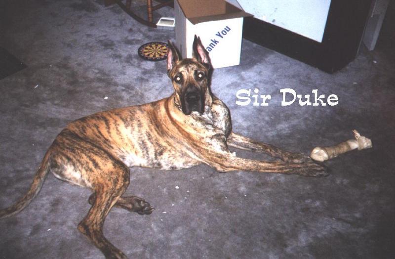Duke - 002-Dog-by Dennis Ughher.jpg