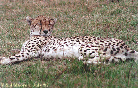 EastAfrica-Cheetah971-Relaxing-OnPlain-by Vern Moore.jpg