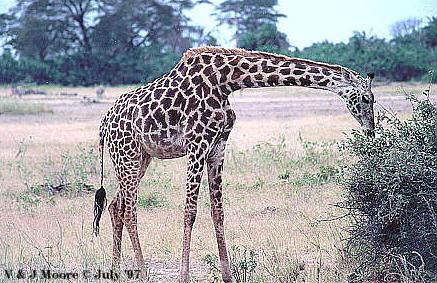 EastAfrica-Giraffe971-EatingLeaves-by Vern Moore.jpg