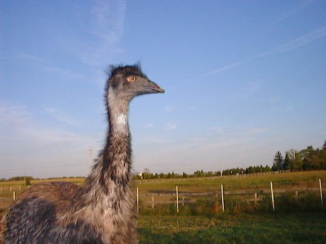 Emu001-by MKramer.jpg