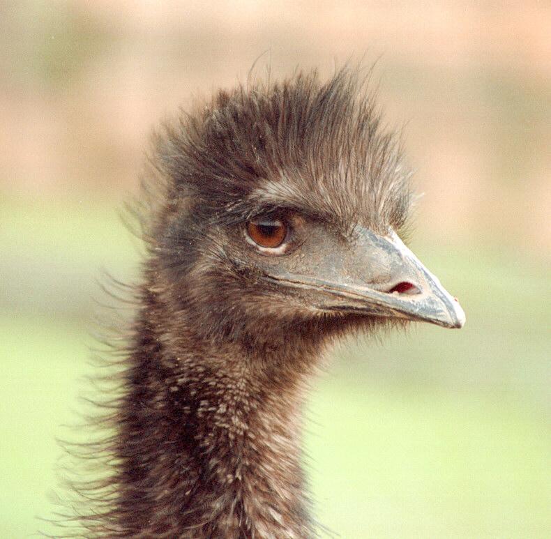 Emu002-by Ralf Schmode.jpg