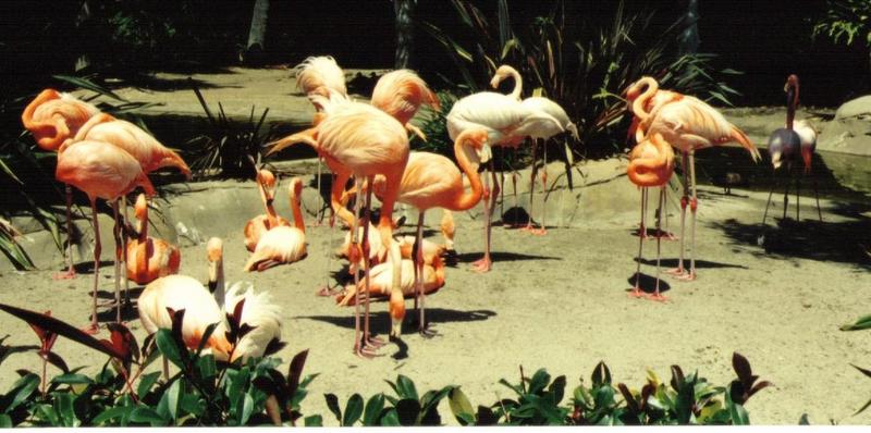 Flamingos2-by Darren New.jpg