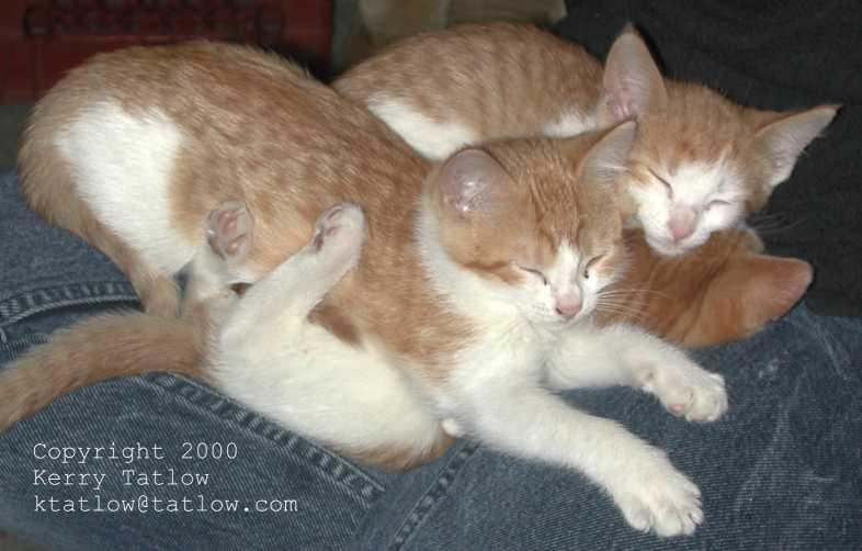 Flexicat-Sleepy House Cat Kittens-by Kerry Tatlow.jpg