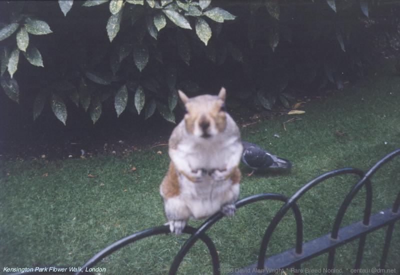 FlowerSquirrel1-Unidentified British Squirrel-by Dave Wright.jpg