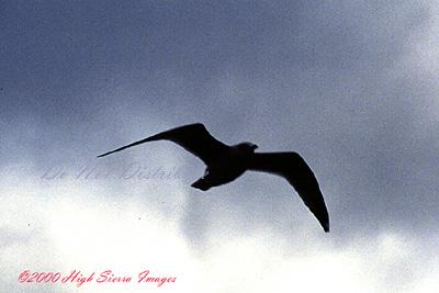 Flying Gull-by Jose Sierra Jr.jpg