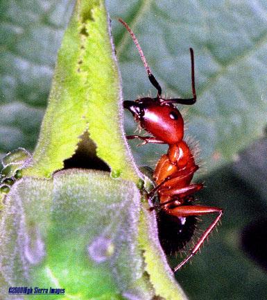 Formicidae-Ant1-by Jose Sierra Jr.jpg