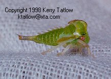 Froghopper-Spittle Bug-closeup-by Kerry Tatlow.jpg
