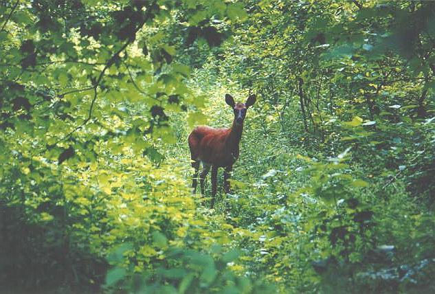 GP001-Unidentified Deer-at Guildwood Park-by Art Slack.jpg