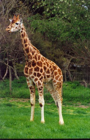 Giraffe1-by Paul Purves.jpg