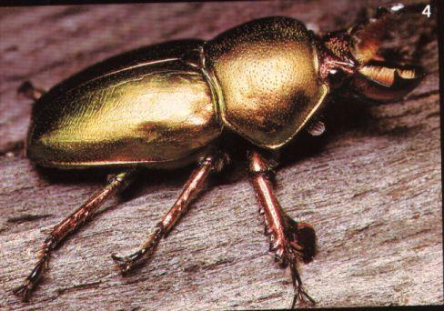 Gold Beetle-crawls-closeup-by Linda Bucklin.jpg