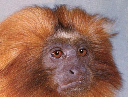Golden-Marmoset-Monkey-GoldenLionTamarin-face closeup-by Linda Bucklin.jpg