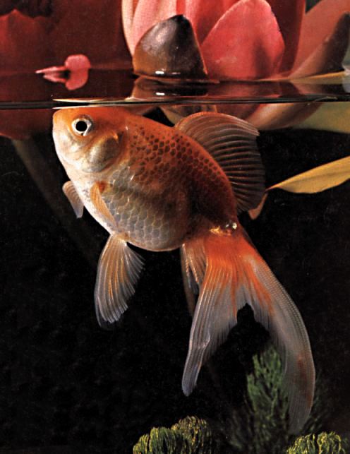 Goldfish closeup-by Linda Bucklin.jpg