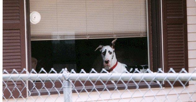 Great Dane Window-dog-by Denise McQuillen.jpg