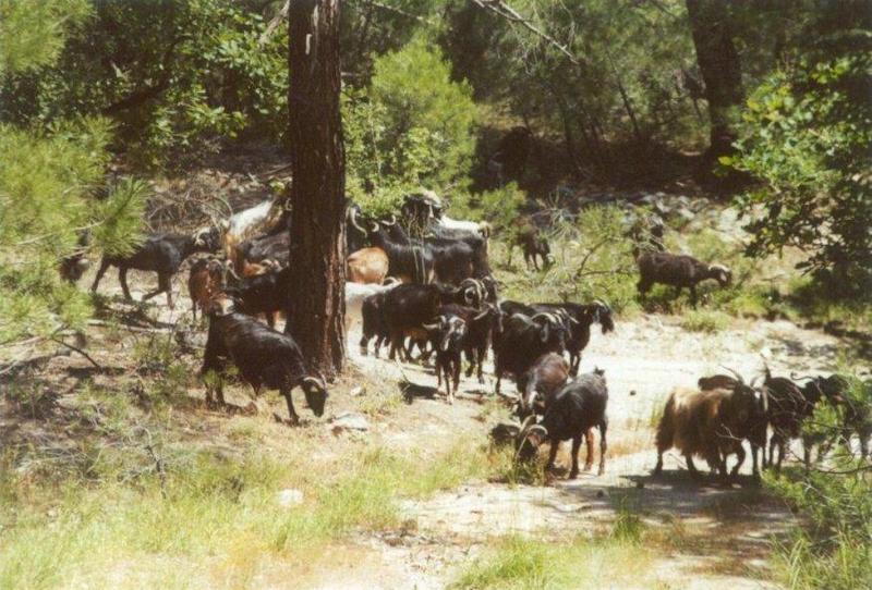 Greece-Black goats in the forest-by MKramer.jpg