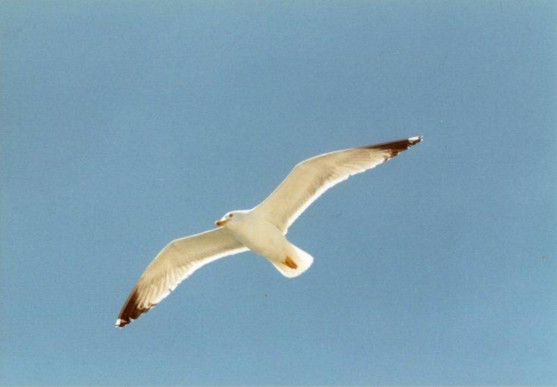 Greece-Gull in the air1-by MKramer.jpg