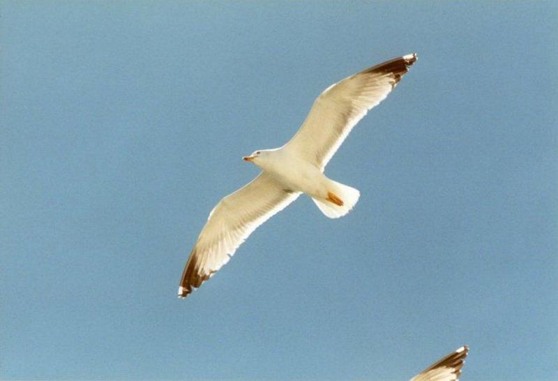 Greece-Gull in the air2-by MKramer.jpg