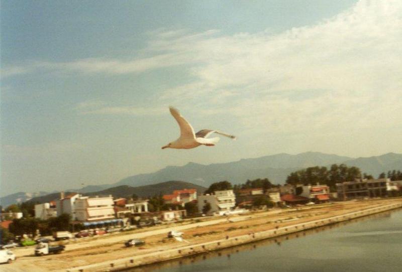 Greece-Gull over harbour-by MKramer.jpg