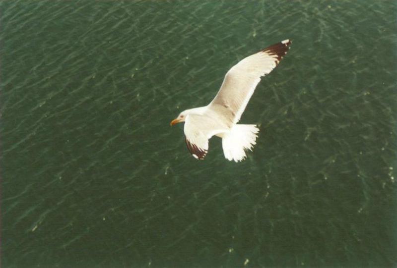 Greece-Gull over sea-by MKramer.jpg
