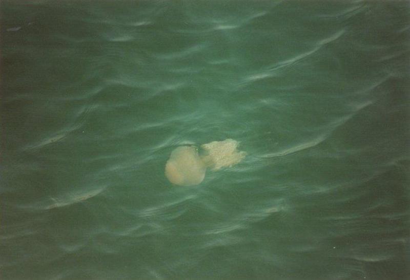 Greece-Jellyfish-by MKramer.jpg