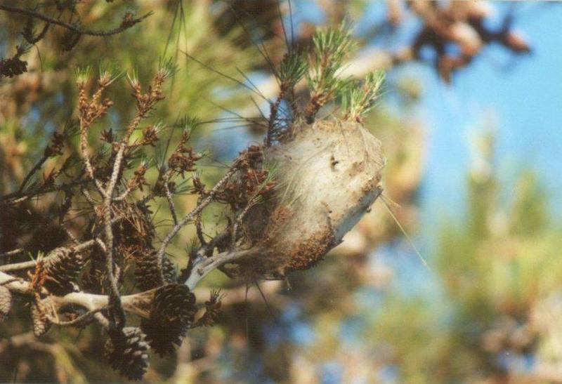 Greece Caterpillar nest-by MKramer.jpg