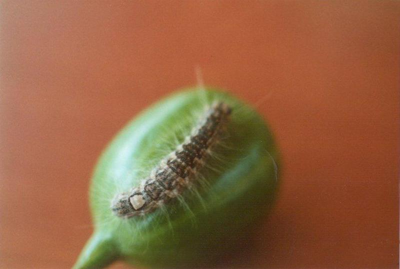 Greece Caterpillar on fruit-by MKramer.jpg