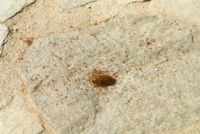Greece Dead beetle with ants-by MKramer.jpg