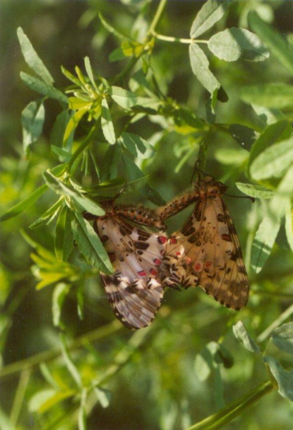 Greece Mating butterflies-by MKramer.jpg