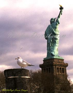 Gull Liberty-by Jose Sierra Jr.jpg