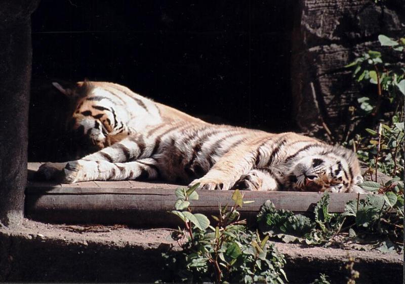 Hagenbeck Zoo-Tiger006-relaxing in comfortable position-by Ralf Schmode.jpg