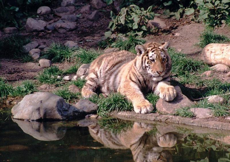 Hagenbeck Zoo-Tigercub003-relaxing in the sun-by Ralf Schmode.jpg