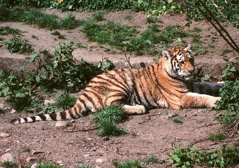 Hagenbeck Zoo-Tigercub004-young female resting-by Ralf Schmode.jpg