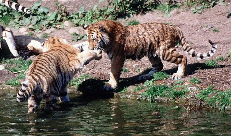 Hagenbeck Zoo-Tigercubs001-young ladies wet game-by Ralf Schmode.jpg