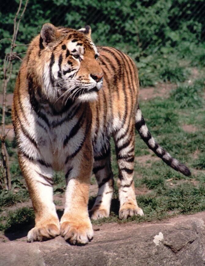 Hagenbeck Zoo-Tigerdad001-daddy portrait-by Ralf Schmode.jpg