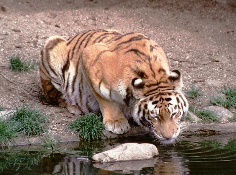 Hagenbeck Zoo-Tigerdrink001-daddy having a drink-by Ralf Schmode.jpg