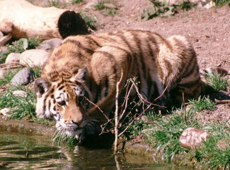 Hagenbeck Zoo-Tigerdrink002-juvenile by water-by Ralf Schmode.jpg