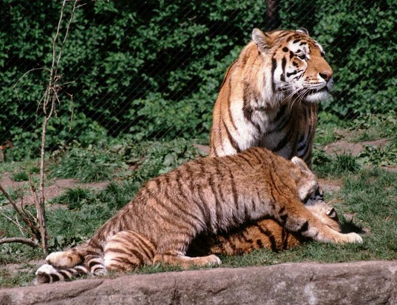 Hagenbeck Zoo-Tigerfight001-daddy and kids-by Ralf Schmode.jpg
