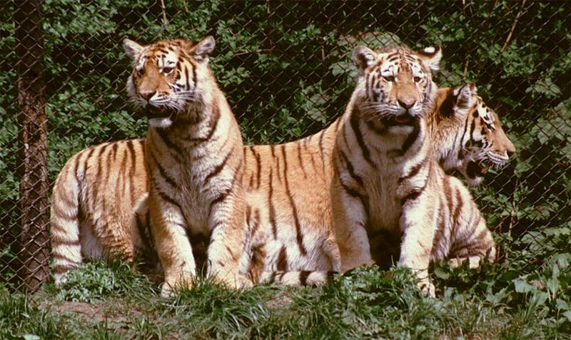 Hagenbeck Zoo-Tigergang001-family near the fence-by Ralf Schmode.jpg