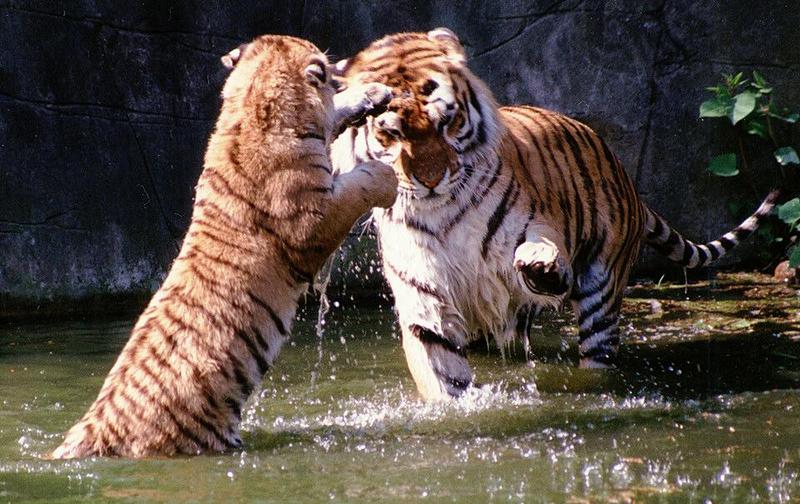 Hagenbeck Zoo-Tigerplay001-daddy and daughter in water-by Ralf Schmode.jpg