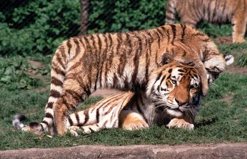 Hagenbeck Zoo-Tigerstep001-young across daddy-by Ralf Schmode.jpg