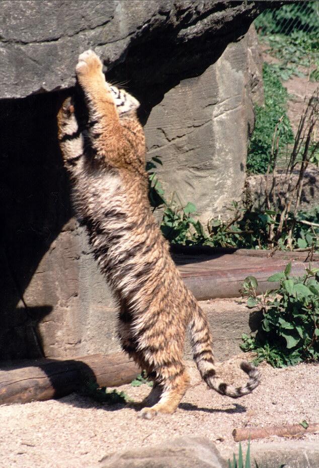 Hagenbeck Zoo-Tigerstretch001-kitty doing a stretch-by Ralf Schmode.jpg