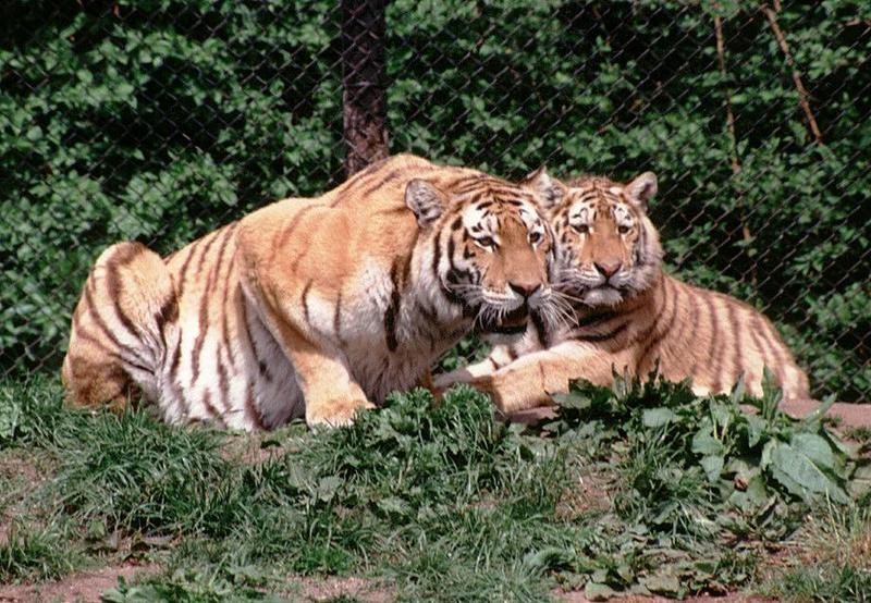 Hagenbeck Zoo-Tigertwo001-looking for dinner-by Ralf Schmode.jpg