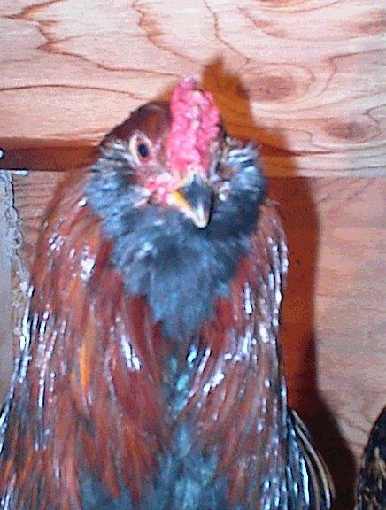 Henry-Domestic Chicken-Rooster portrati-by Bryan Beneitone.jpg