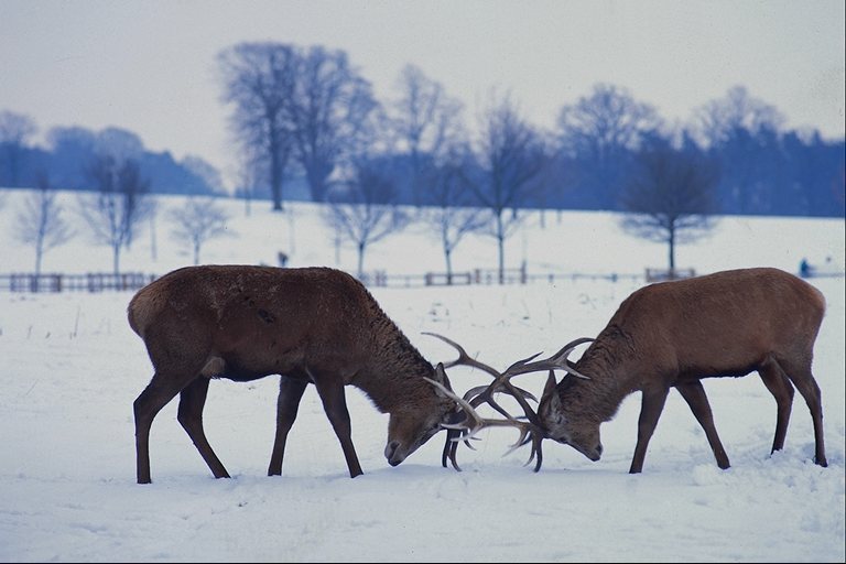 Herten-in-sneeuw-Elks-by Trudie Waltman.jpg