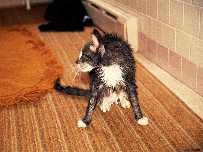His bath c-Wet House Cat-on carpet-by Ron Zeidler.jpg
