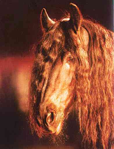 Horse-Head01-Brown Horse-by Trudie Waltman.jpg
