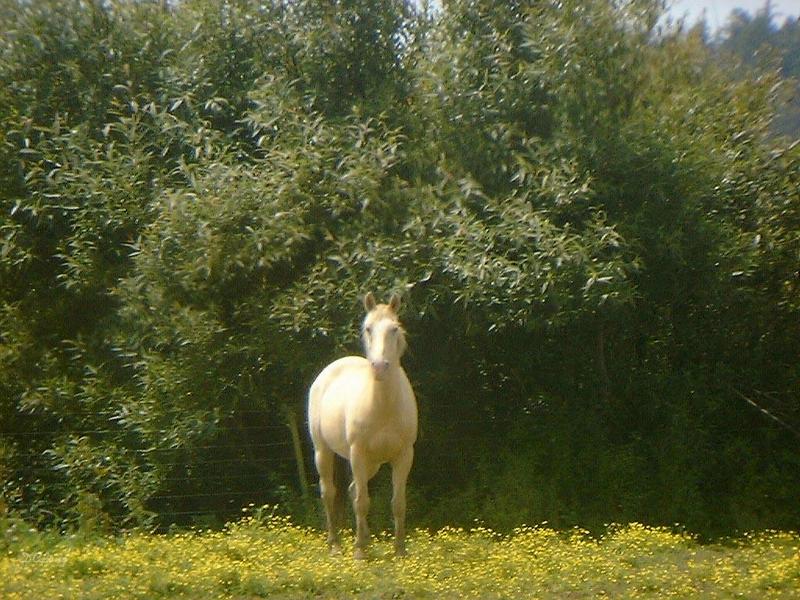 Horse0445-by David C Long.jpg