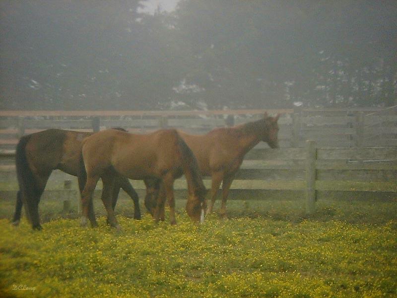 Horse0491-by David C Long.jpg