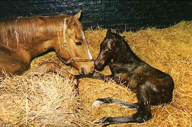Horses001-mom and newborn filly-by Trudie Waltman.jpg