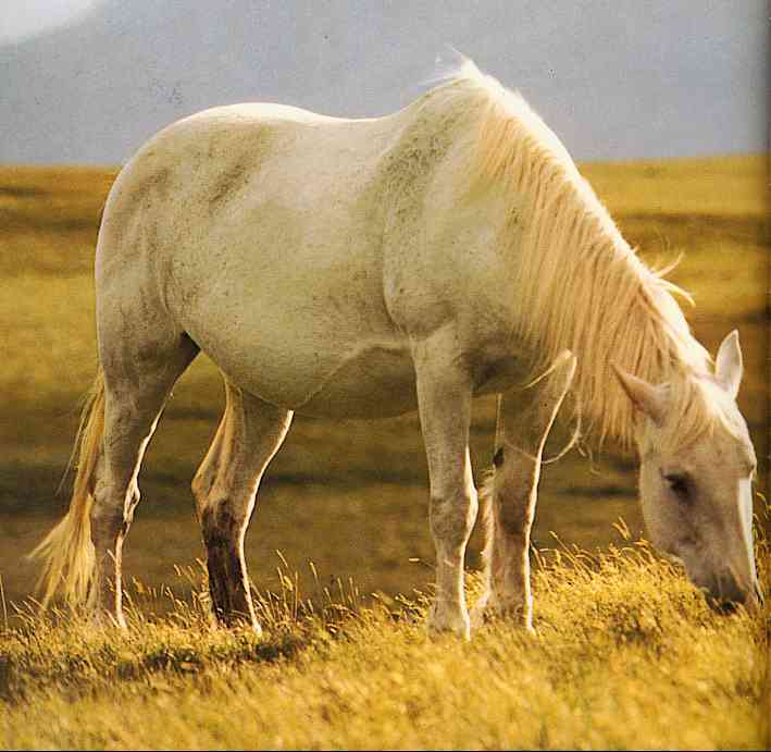 Horses002-Dapple Gray Horse-by Trudie Waltman.jpg