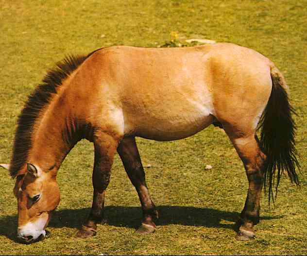 Horses004-Przewalski s Wild Horse-by Trudie Waltman.jpg
